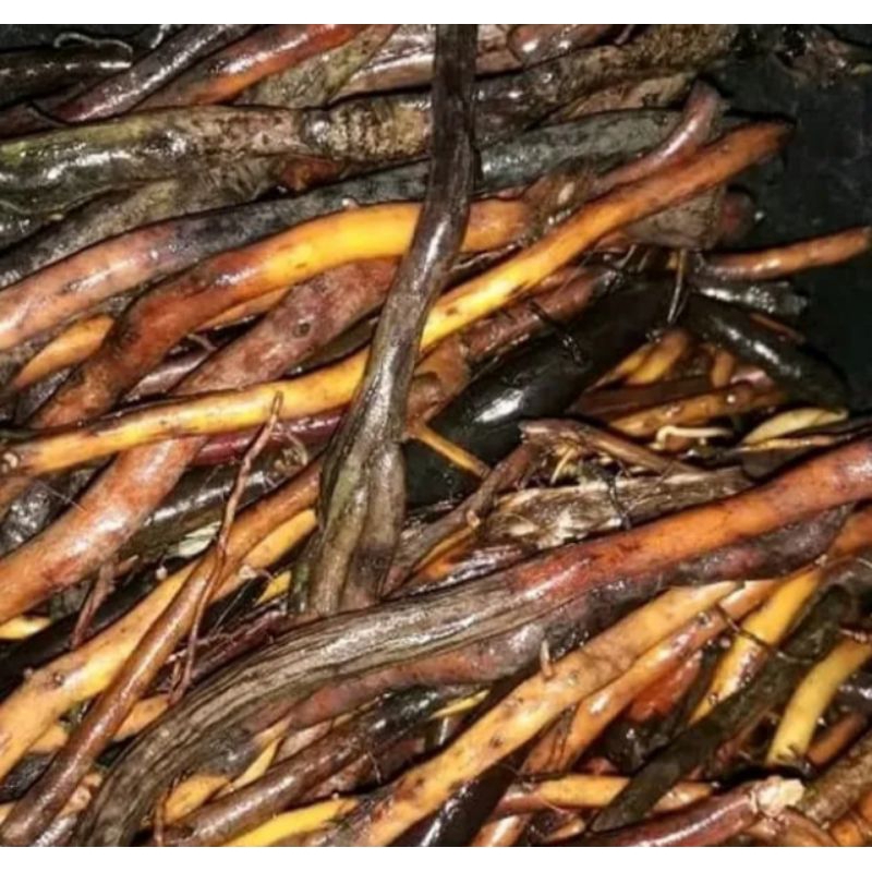 

akar aren atau enau fres 500gr