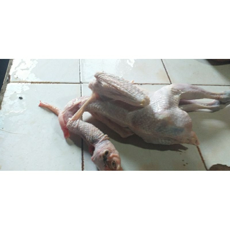

ayam kampung.ukuran +_1000grm hidup
