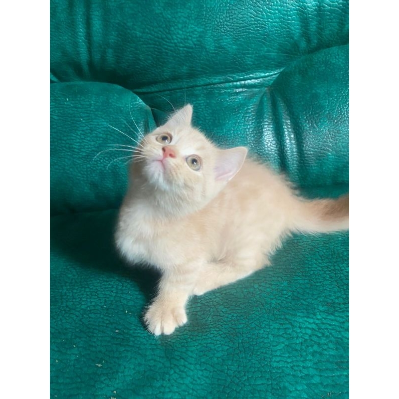 Kitten Munchkin x British Shorthair kucing BSH cebol