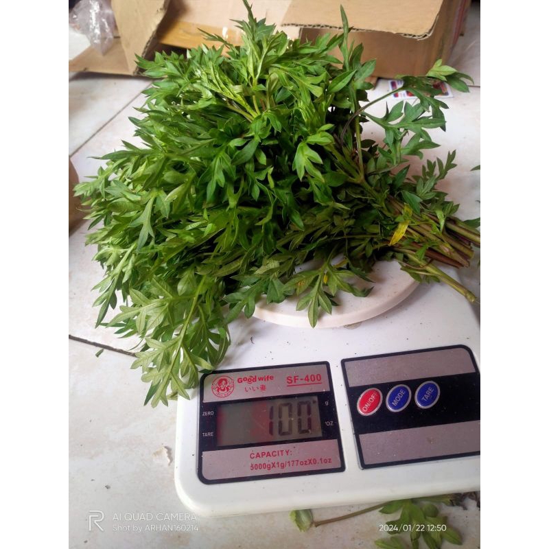 

DAUN kenikir segar isi 100 gram