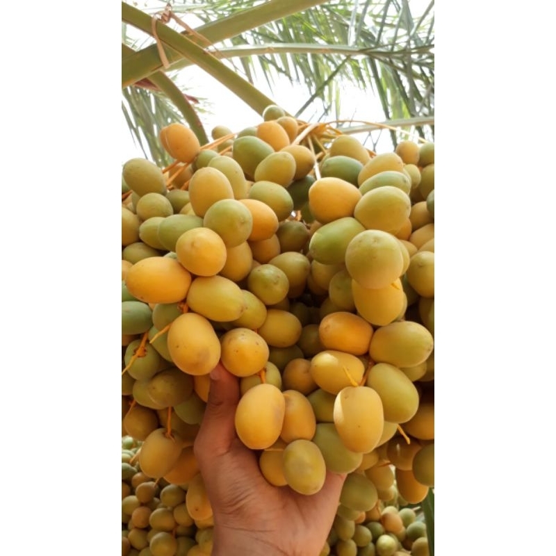 

500GR KURMA MUDA FRESH BUKAN FROZEN KUNING DAN KURMA MERAH UNTUK PROMIL