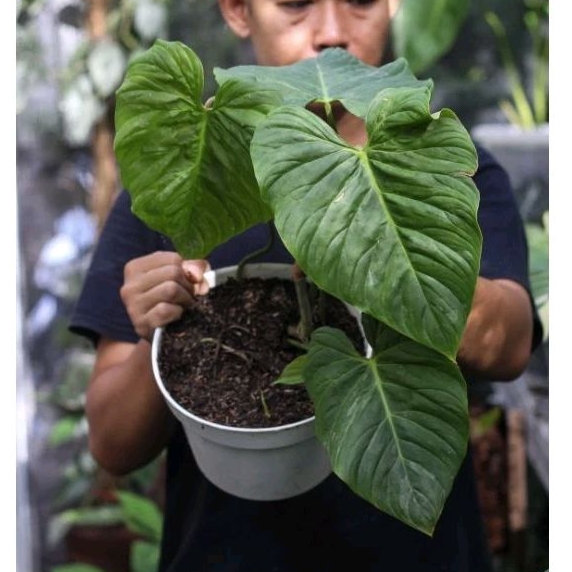 Philodendron Majestic