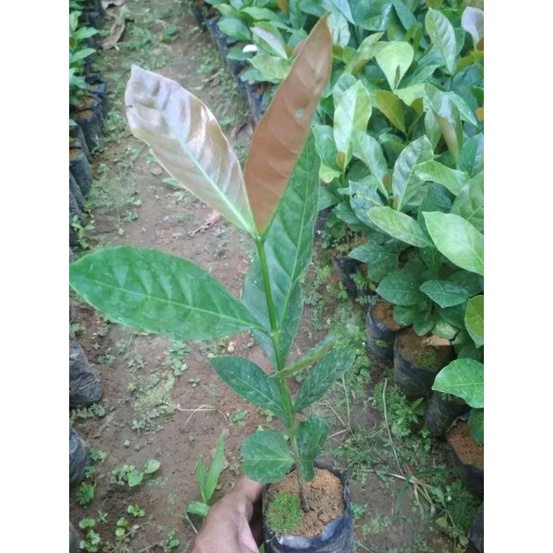 Bibit kopi liberika
