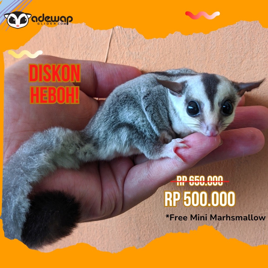 (Kurir Instant) Sugar Glider Platinum Mosaic Joey / SG PLATMOS Baby Jinak
