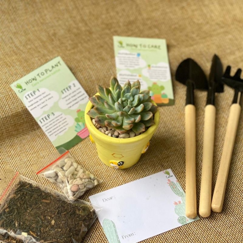 Paket Planting Kit Kaktus Souvenir Hampers Tanaman Hadiah