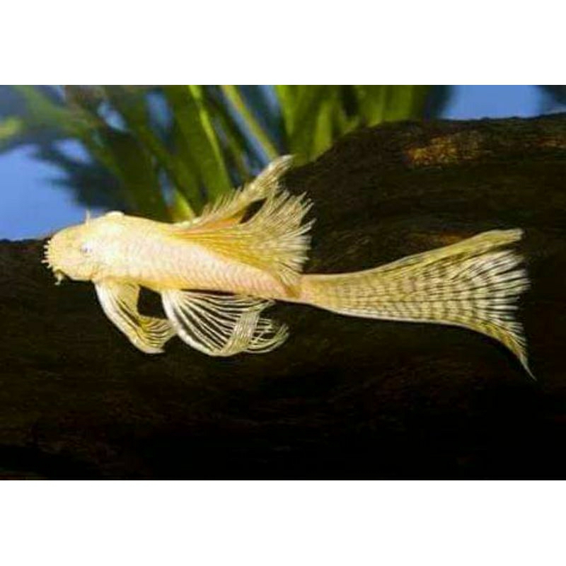 Brushmouth Albino Slayer 3-6cm