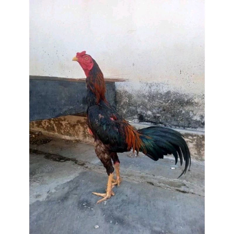 

TELUR TETAS OSAMO JAWARA TARUNG UNGGULAN