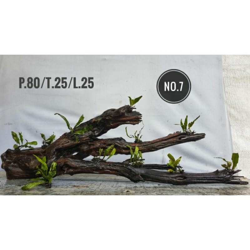 kayu tenggelam santigi