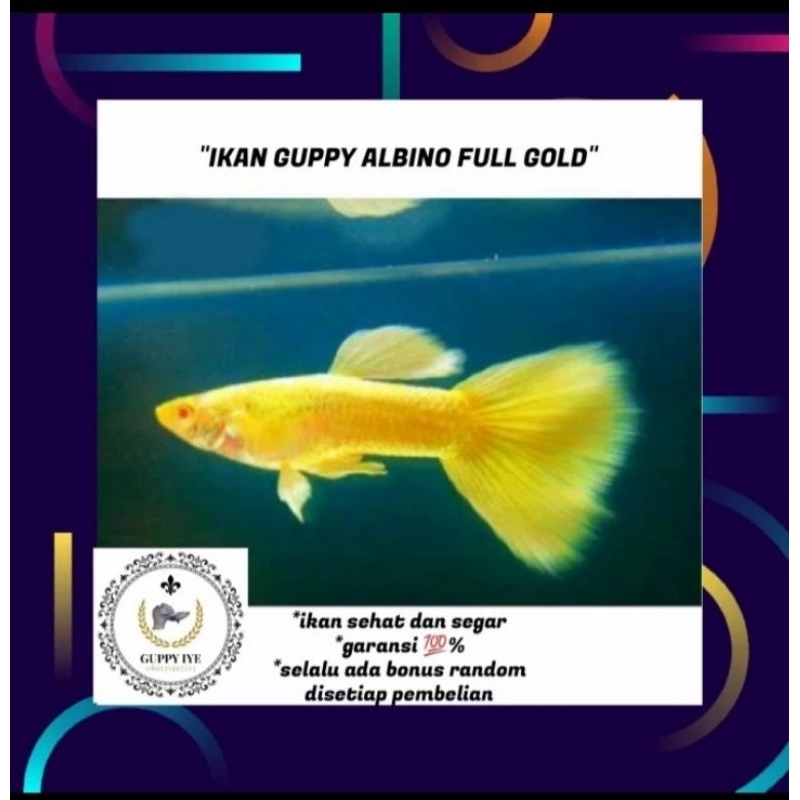 packing styrofoam guppy albino full gold