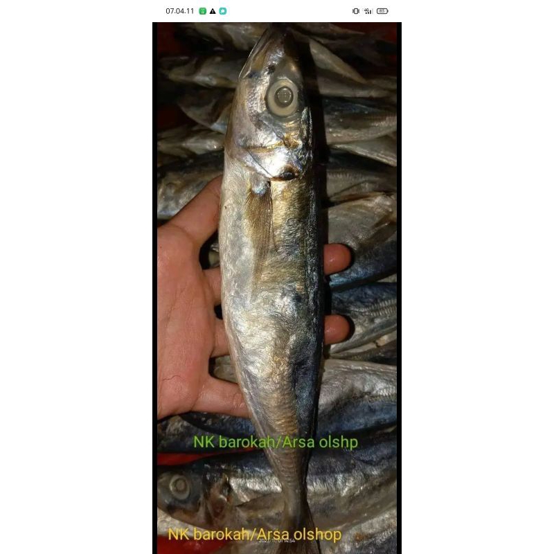 

Ikan layang 13kg