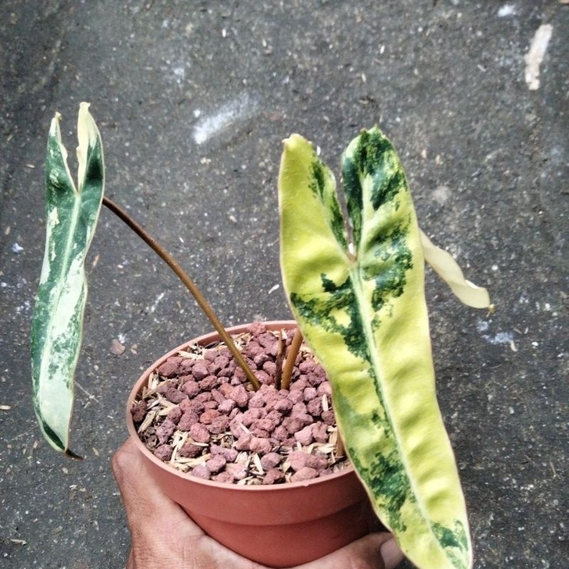billitiae variegata