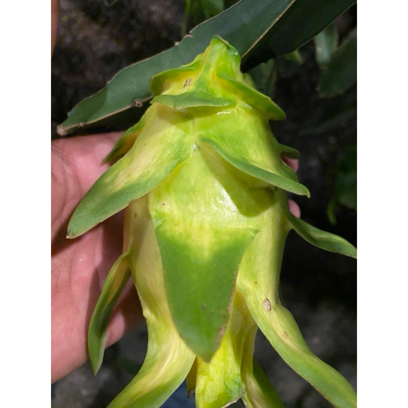 bibit buah naga kuning GOLDEN