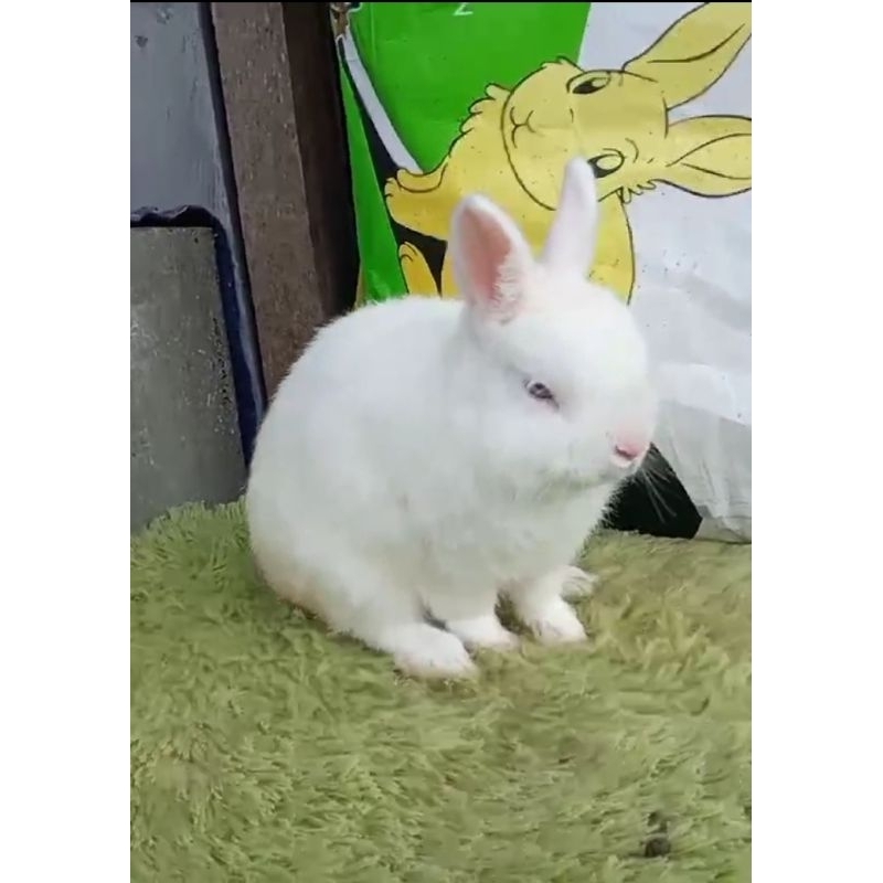 indukan kelinci holland lop & ND