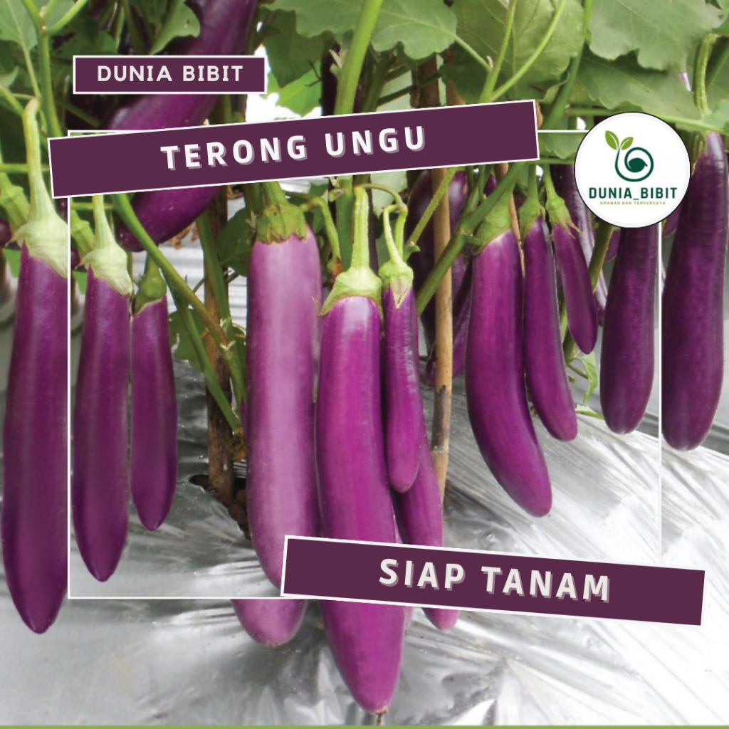 BIBIT TERONG UNGU SUPER JUMBO (beli 5 gratis 1)