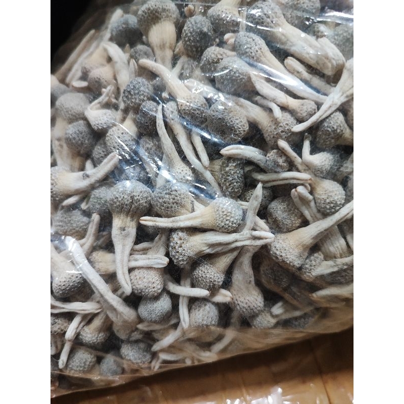 

empot mpot biang putih 50 gr dan 100 gr ayam albino madura original murah