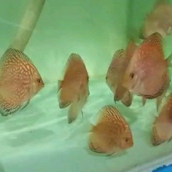 Ikan Discus Pigeon Checkerboard 2,5" Indukan Import