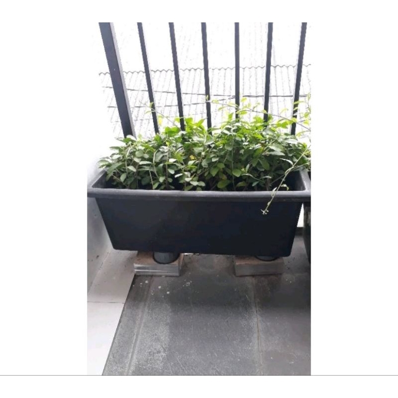 TANAMAN HIAS/Reg.klik