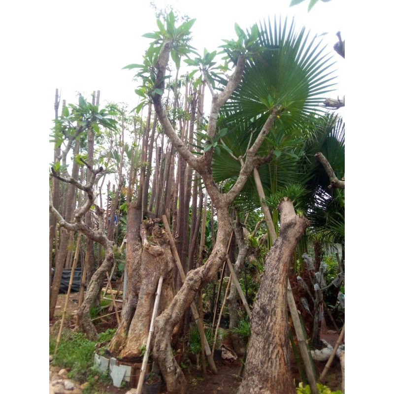 Kamboja fosil berkarakter tinggi 3-4 meter