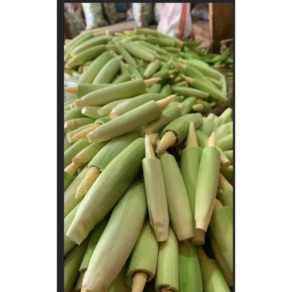 

jagung muda futren/baby corn/anak jagung/jagung sayur