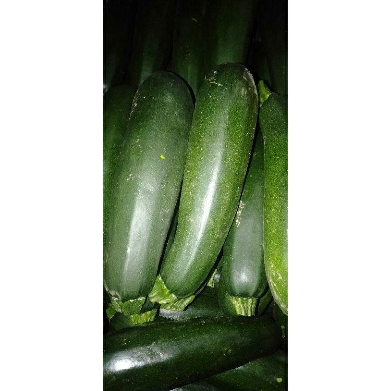 

Buah Timun Zukini / Sukini / Zuchini segar
