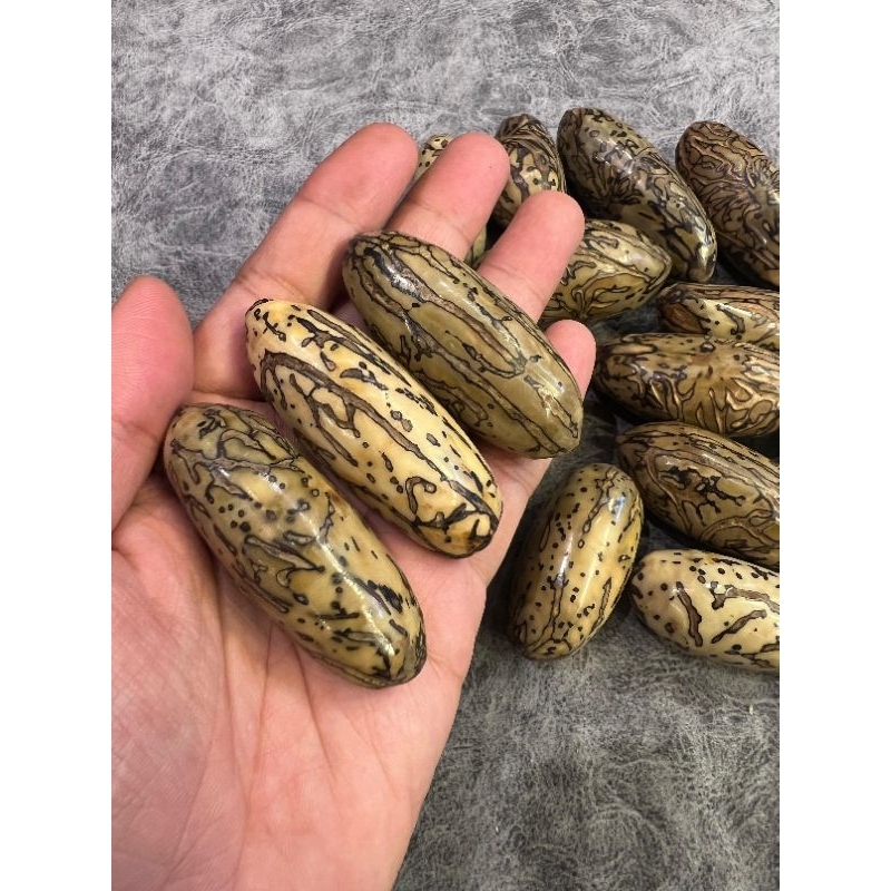 Biji Oud sholib Asli mesir