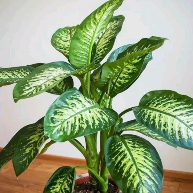 *PROMO* Tanaman Hias Blanceng / Difenbacia