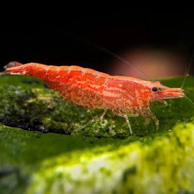 Paket Udang hias Red Cherry