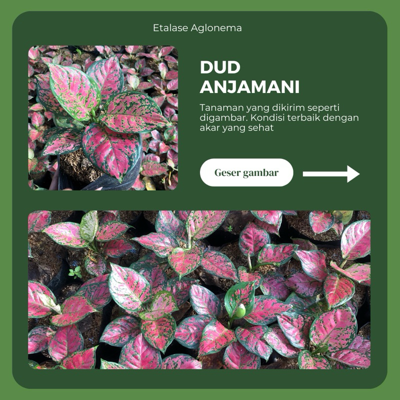 DUD ANJAMANI (full merah) AGLONEMA