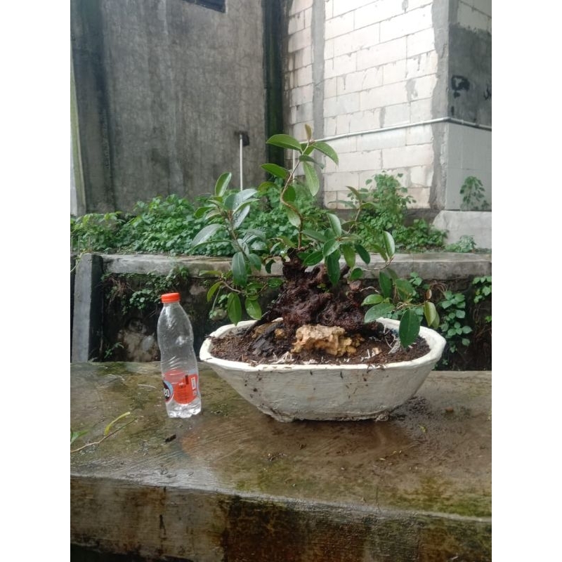 bahan bonsai iprik pupus merah ori di batu, real pict