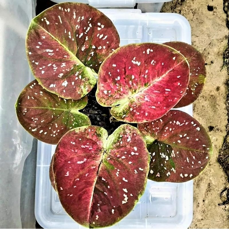 Caladium Thai Beauty Ruby Siam 1-3 Daun Tanaman Keladi Hias Murah Impor Thailand Import BUKAN bonggo