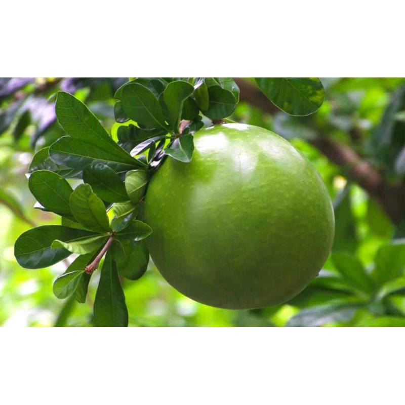 

Buah berenuk/buah