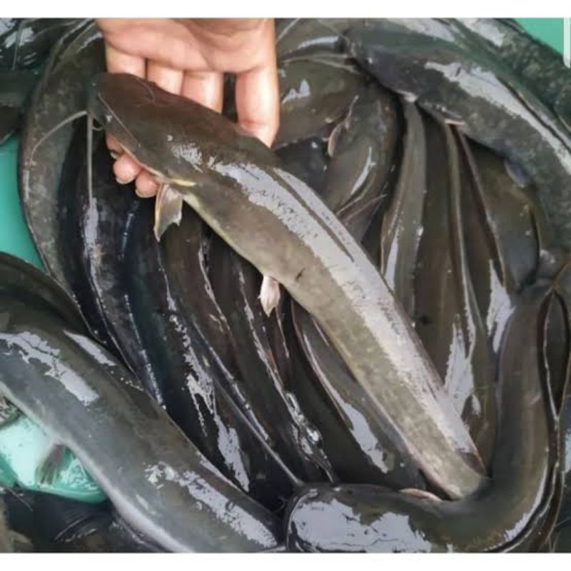 

Ikan lele Hidup / Ikan lele Bumbu kuning / Filet Ikan Lele 500 gram