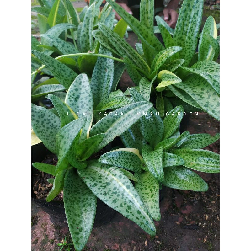 bunga lidah katak rimbun