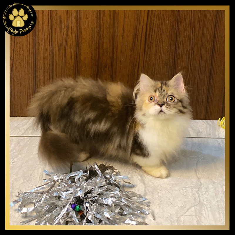 Munchkin Minuet / Cebol (PIXIE)