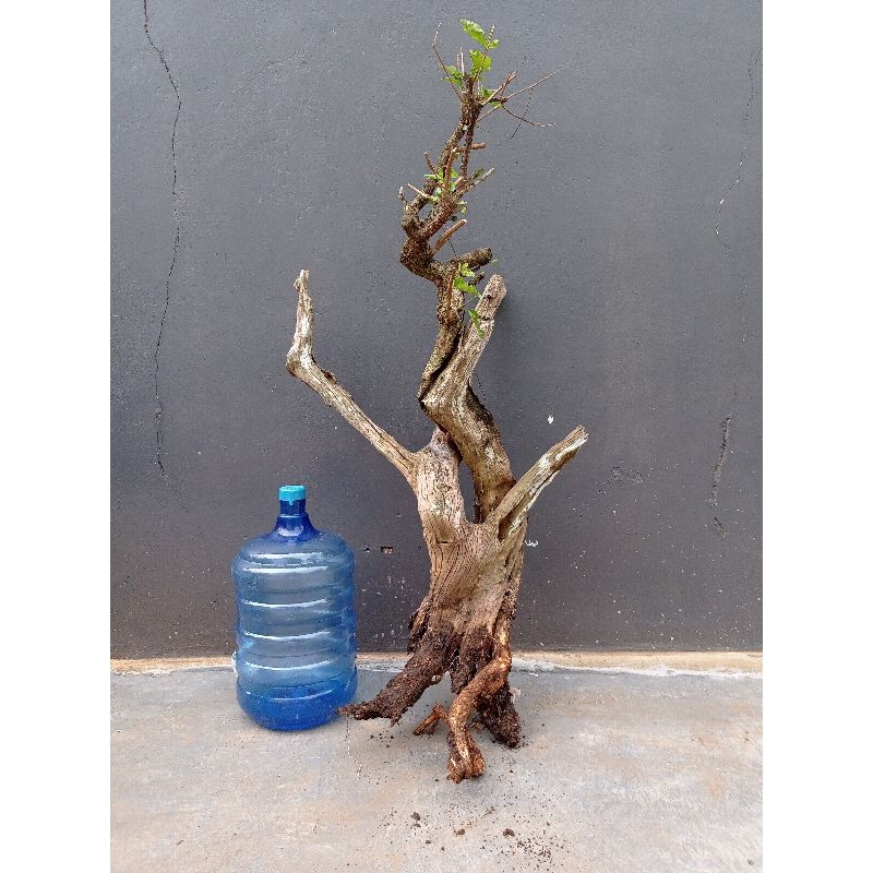 bahan Bonsai Sancang/wahong Besar