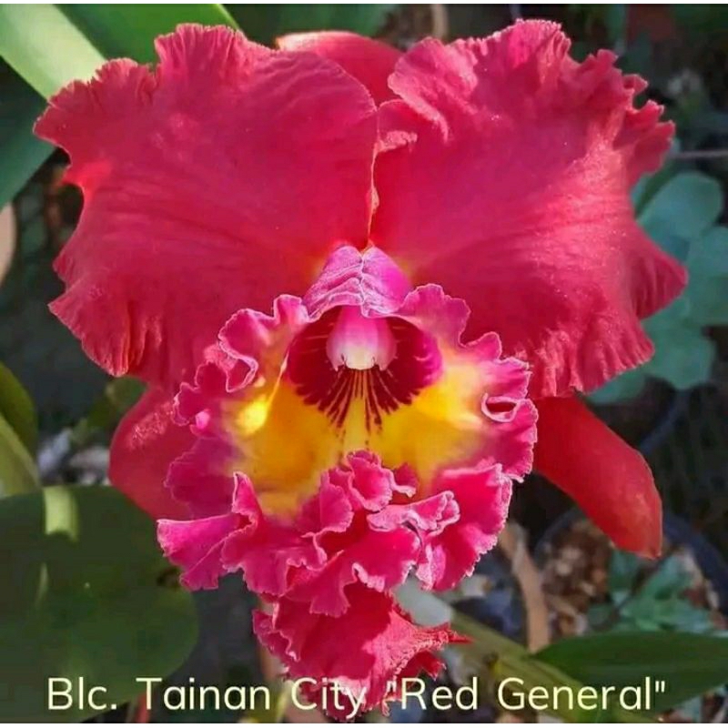 anggrek cattleya tainan city red ganeral dewasa spike+pot angrek catleya merah tengah kuning Niming 
