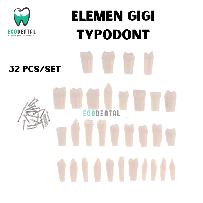 Elemen Gigi Typodont Model Artificial Gigi Phantom