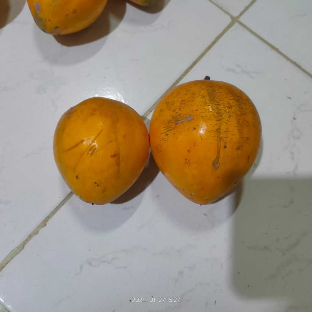 

Buah alkesa / sawo belanda / buah jigong