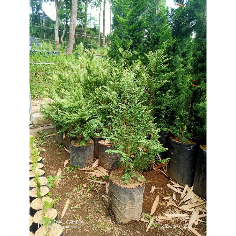 tanaman hias cemara inoki silver ukuran besar