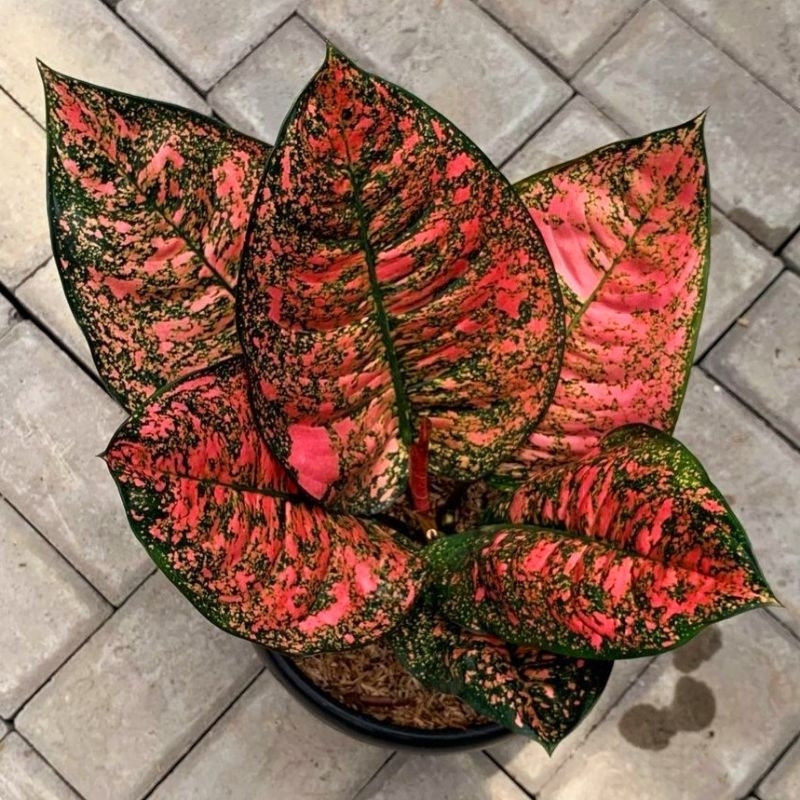 Aglonema Ruby Giant Tanaman Hias Bunga Aglaonema Murah Merah BUKAN bonggol bibit - tanaman hias hidu