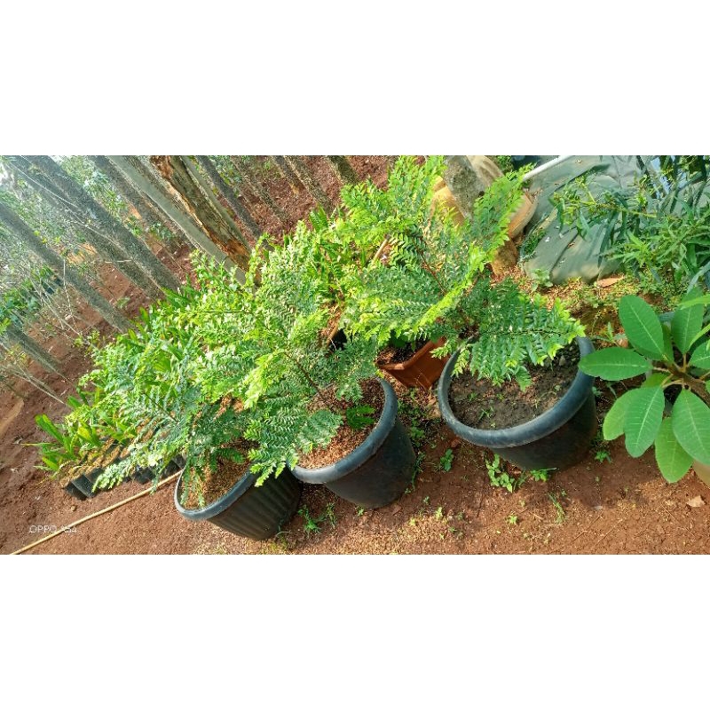 tanaman ros biros - pohon ros biros