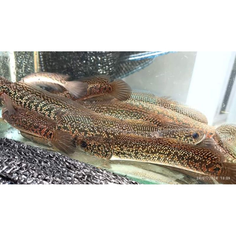 Asiatica Rsp (Redspot) Kalimaya