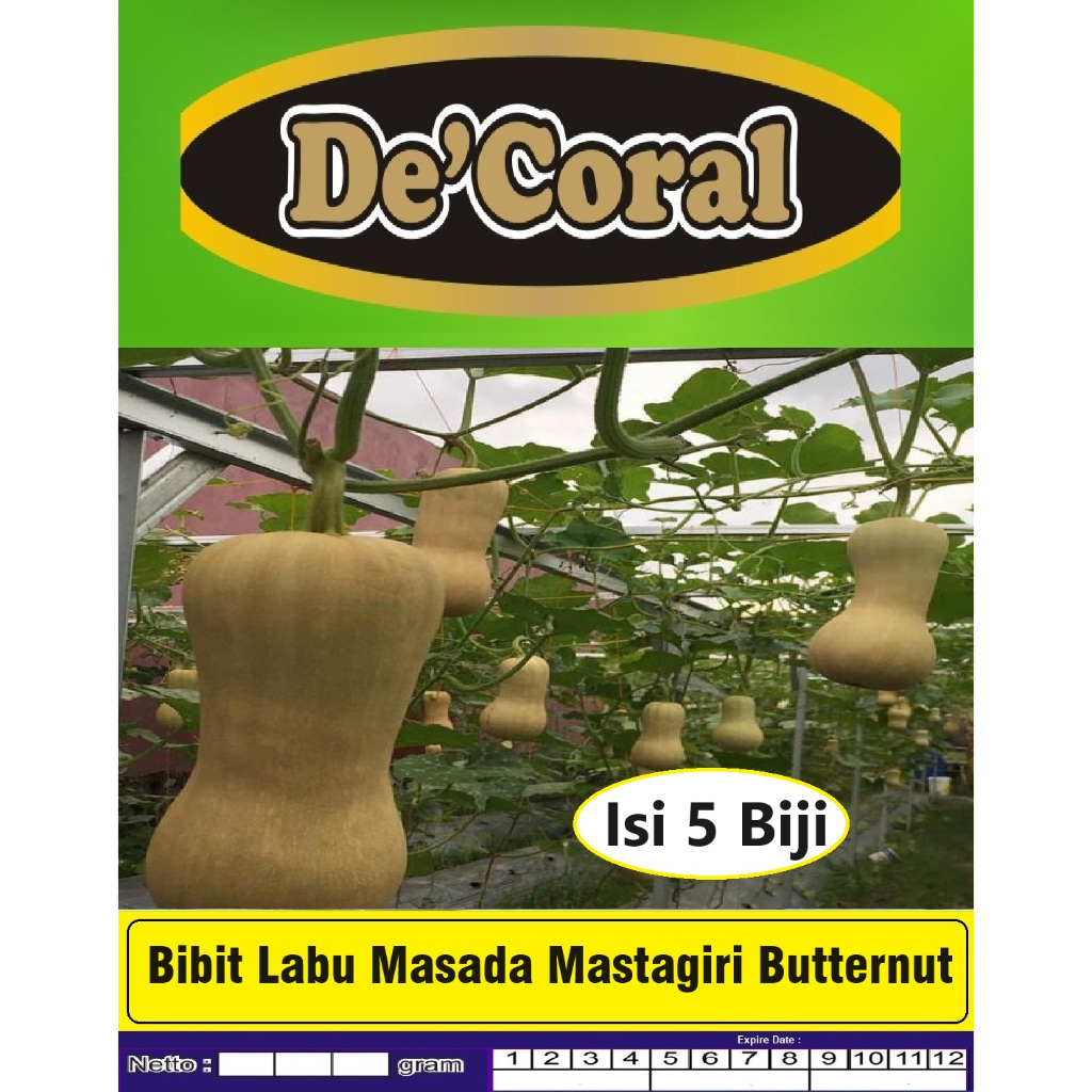 Bibit Labu Masada Mastagiri Butternut|Biji Benih Labu Masada Butternut