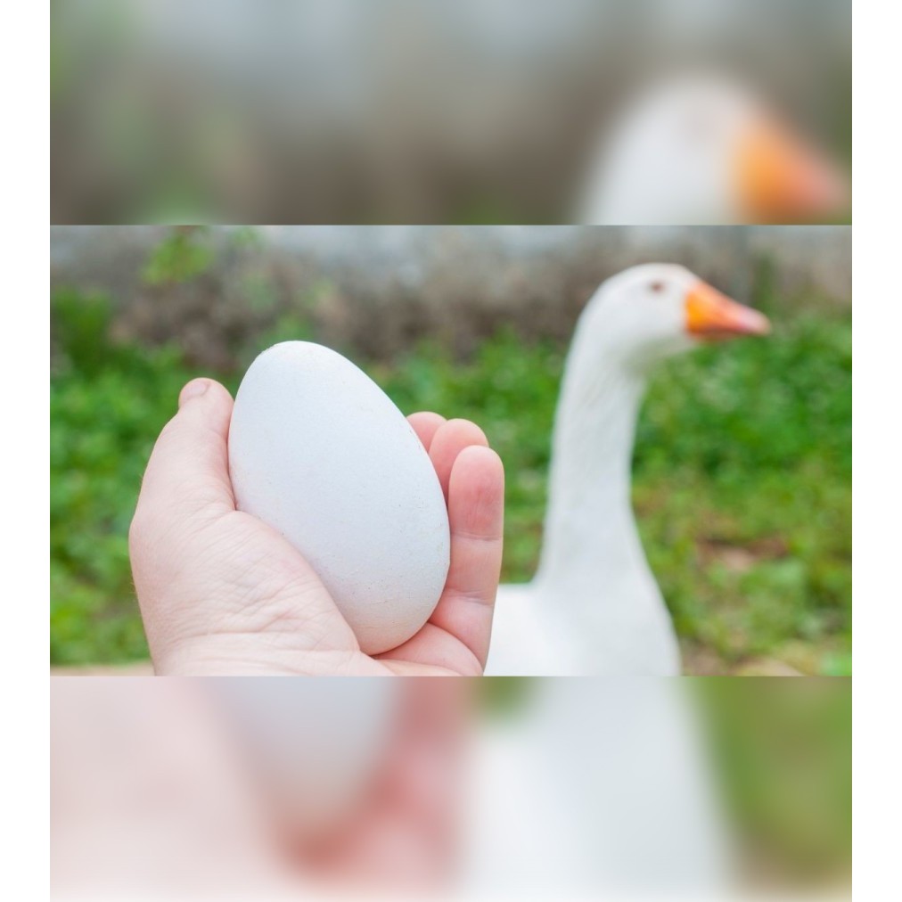 

Telur Angsa / Soang Fresh Konsumsi 1 butir