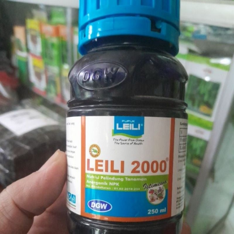 leili 2000