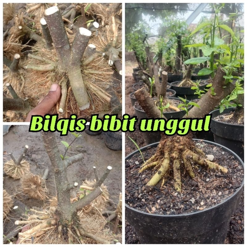Bahan Bonsai anting putri program akar