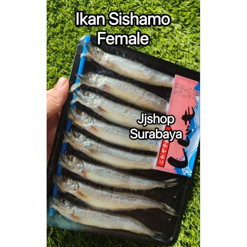 

Ikan Sishamo Shisamo ikan viral ikan telur istimewa Frozen