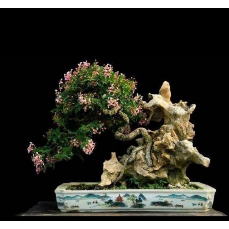 bibit bonsai sakura mikro 30cm, bahan bonsai import