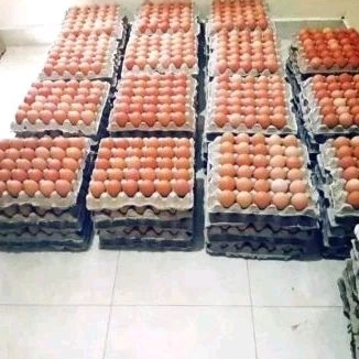

telur ayam fresh 1kg