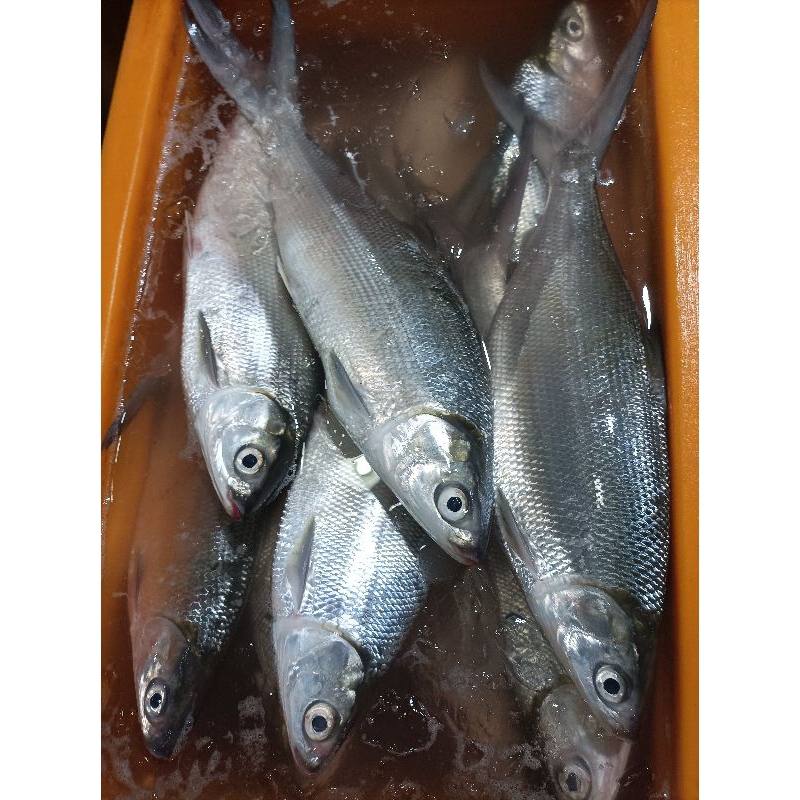 Ikan Bandeng Jumbo Segar Khusus Bandeng Imlek